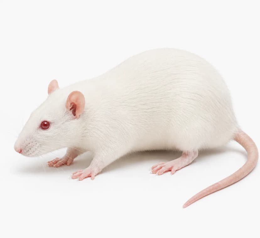 렛트 대자(200~300g) 헬로우마우스 냉동쥐 파충류먹이