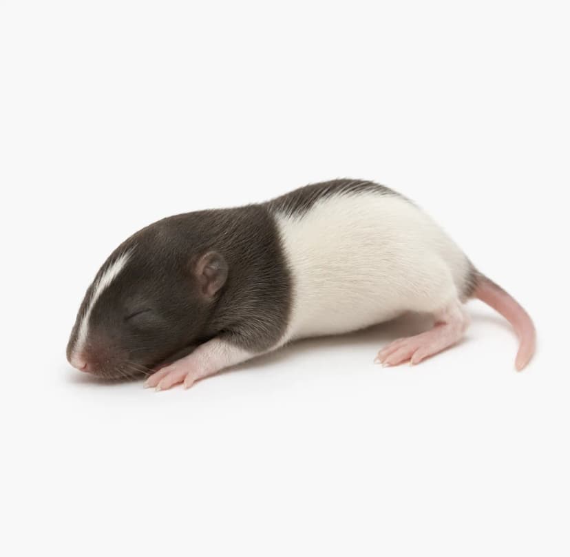 렛트 하퍼(40-60g) 헬로우마우스 냉동먹이용쥐 뱀먹이 파충류먹이